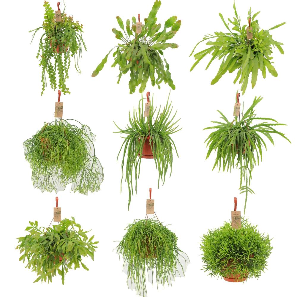 Rhipsalis