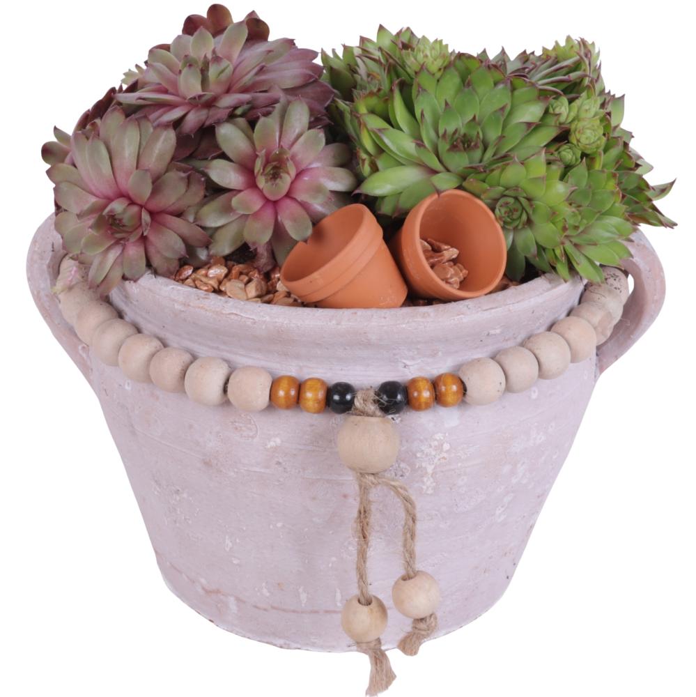 sempervivum