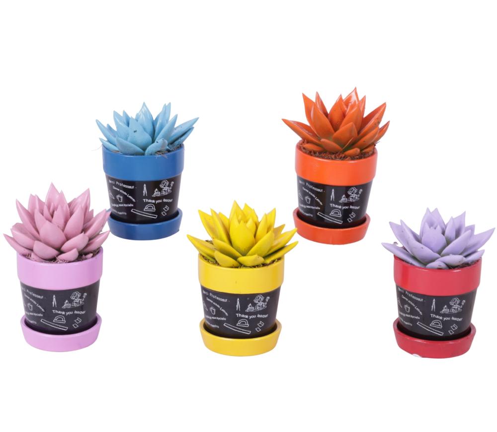succulentes