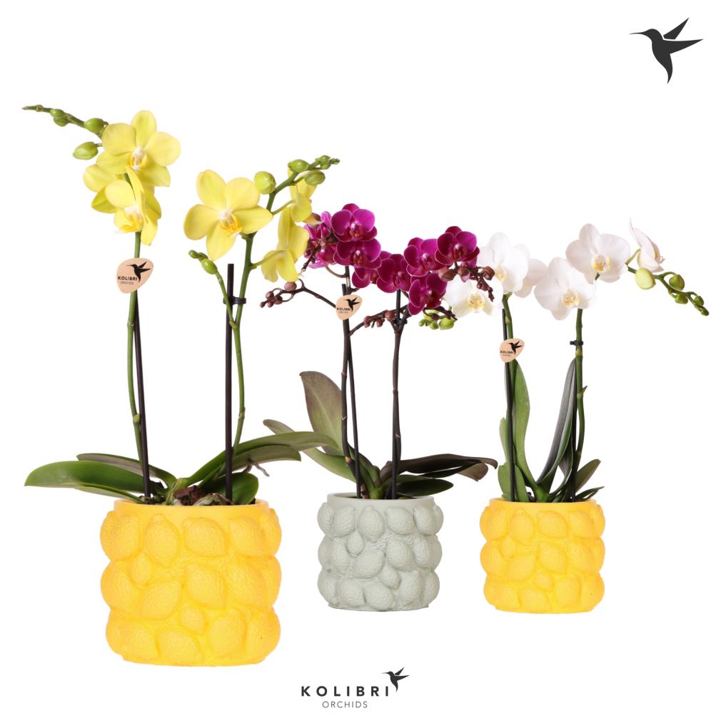 phalaenopsis