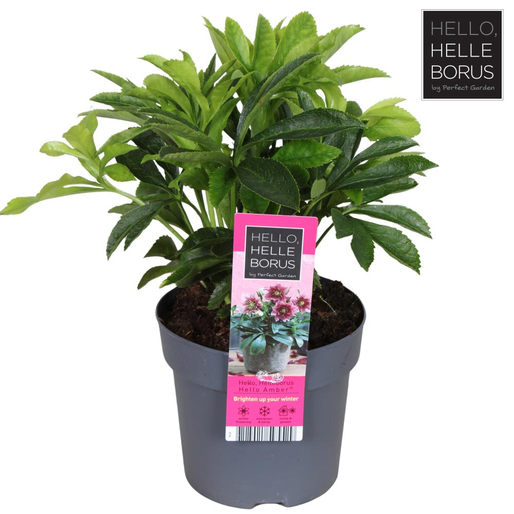 Helleborus