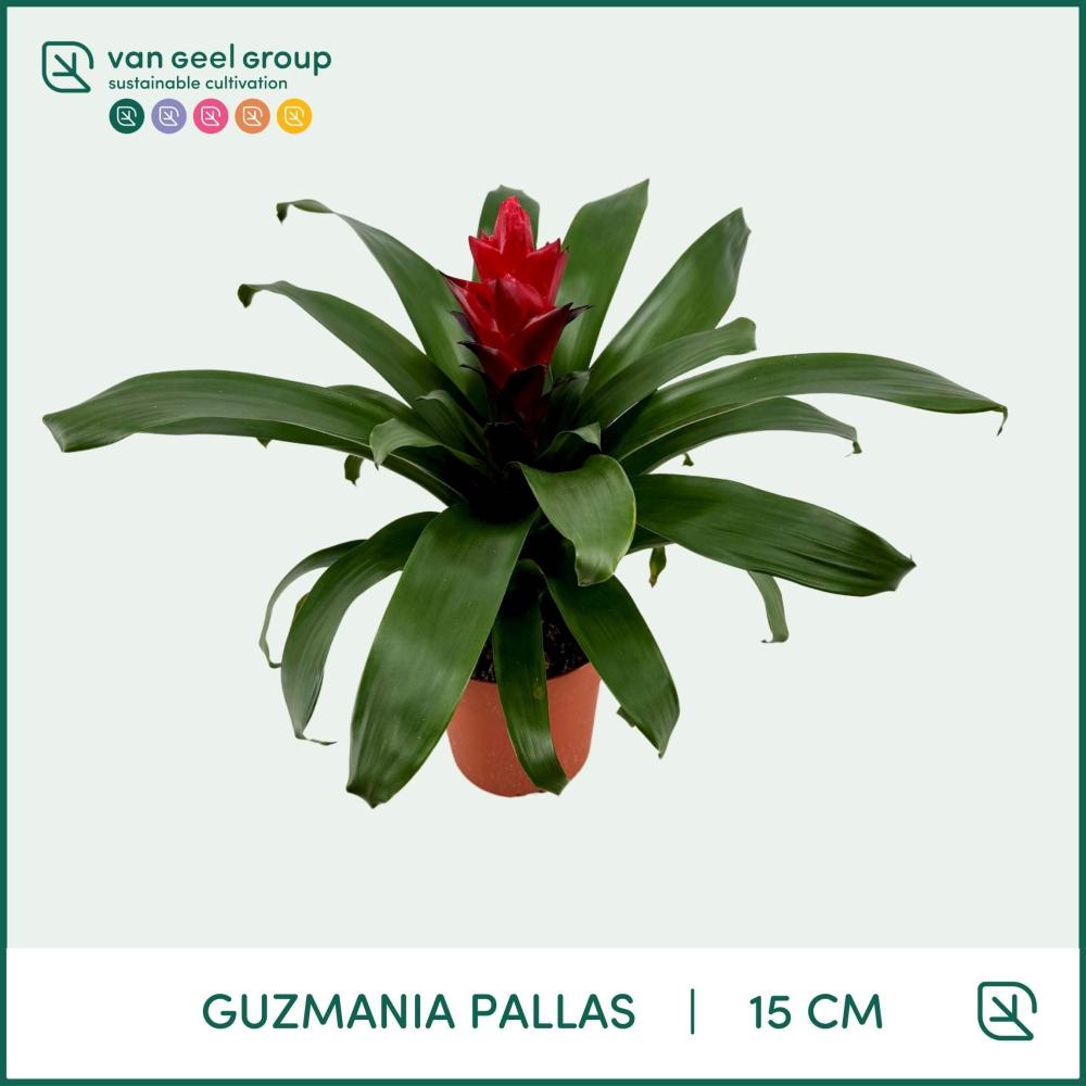 Guzmania