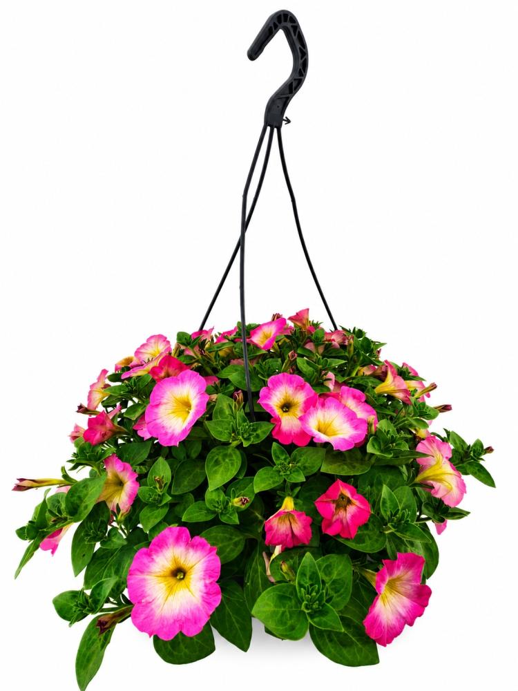 hanging