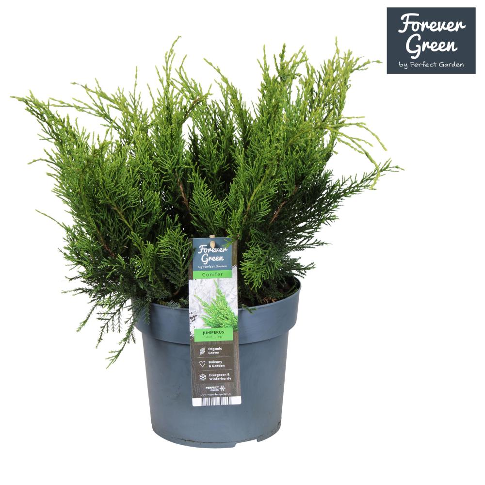 juniperus