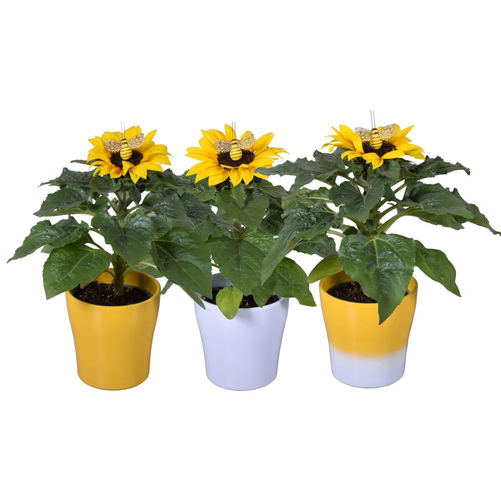 helianthus