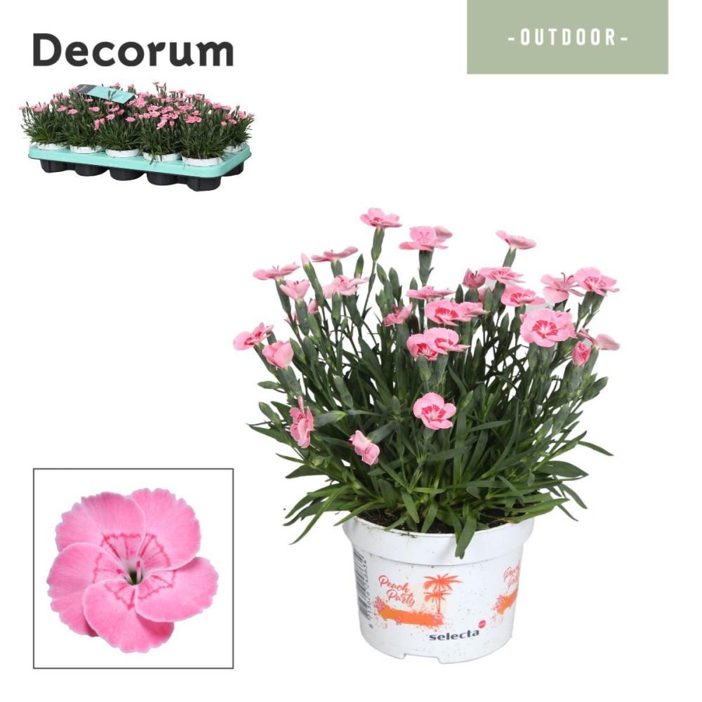 Dianthus