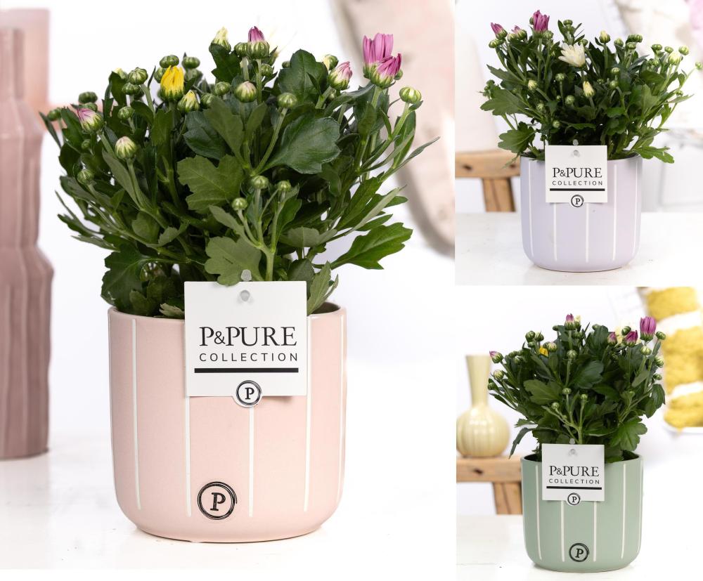 Chrysanthemum