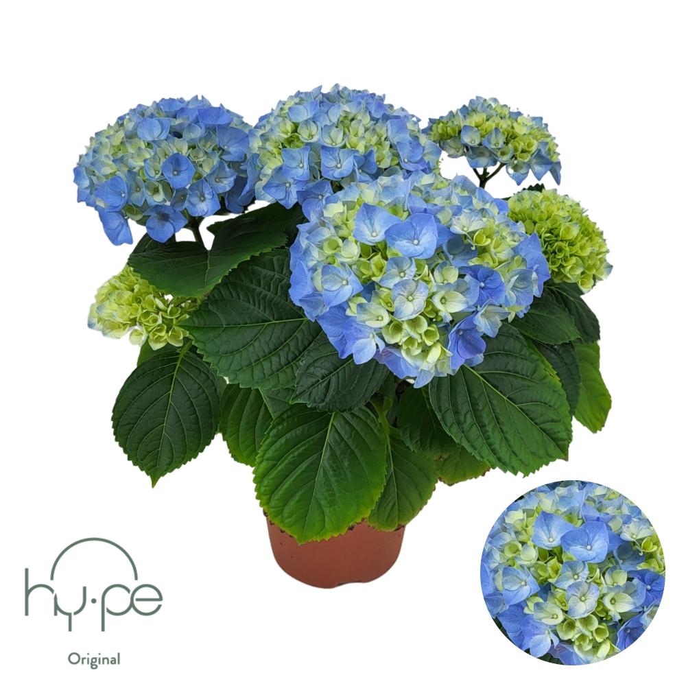 hydrangea