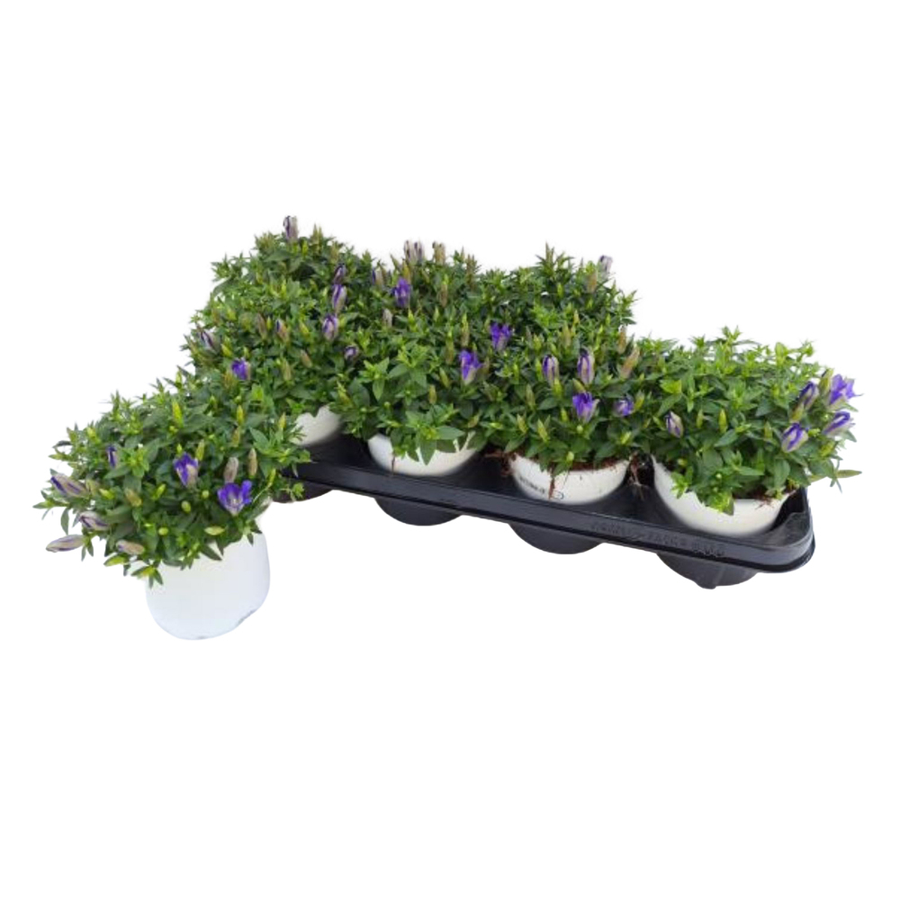Gentiana scabra big blue
