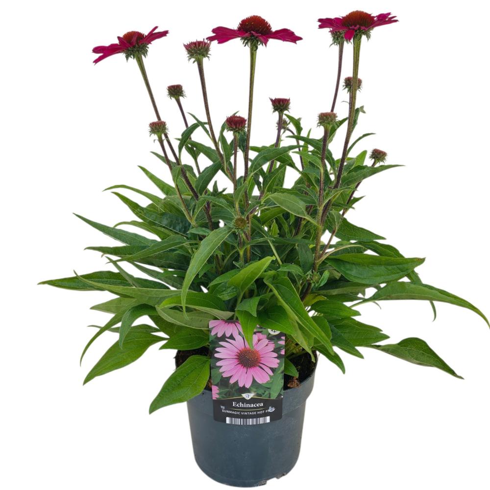 Echinacea