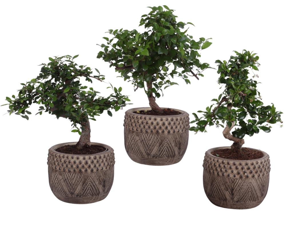 bonsai