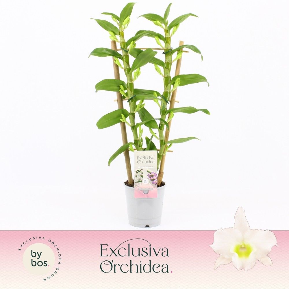 Dendrobium