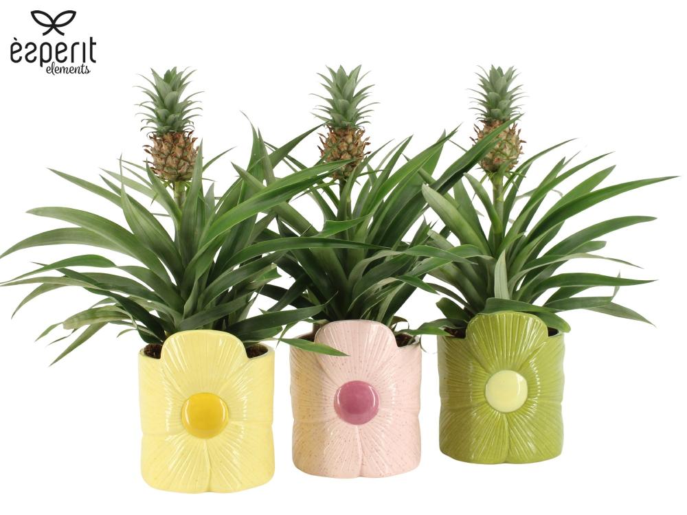 ananas