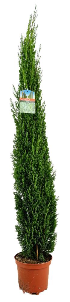 cupressus
