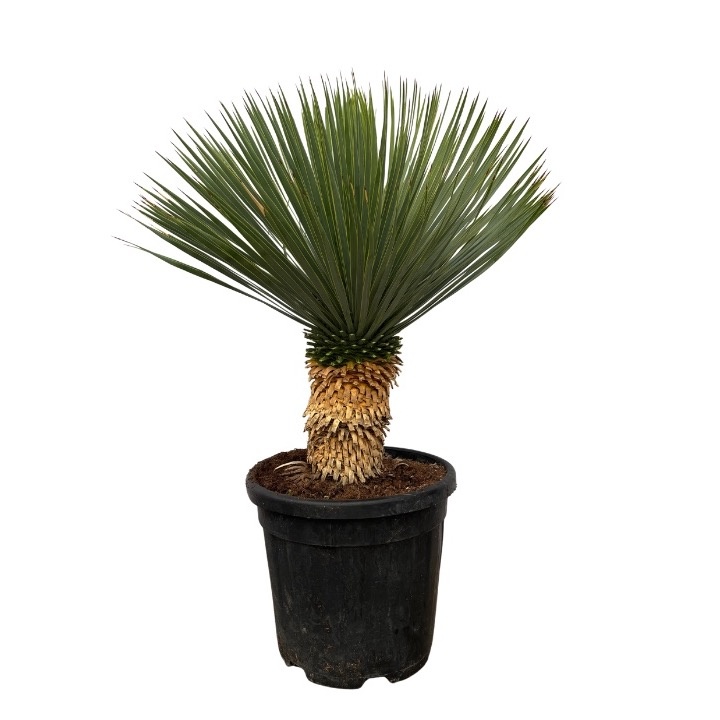 yucca