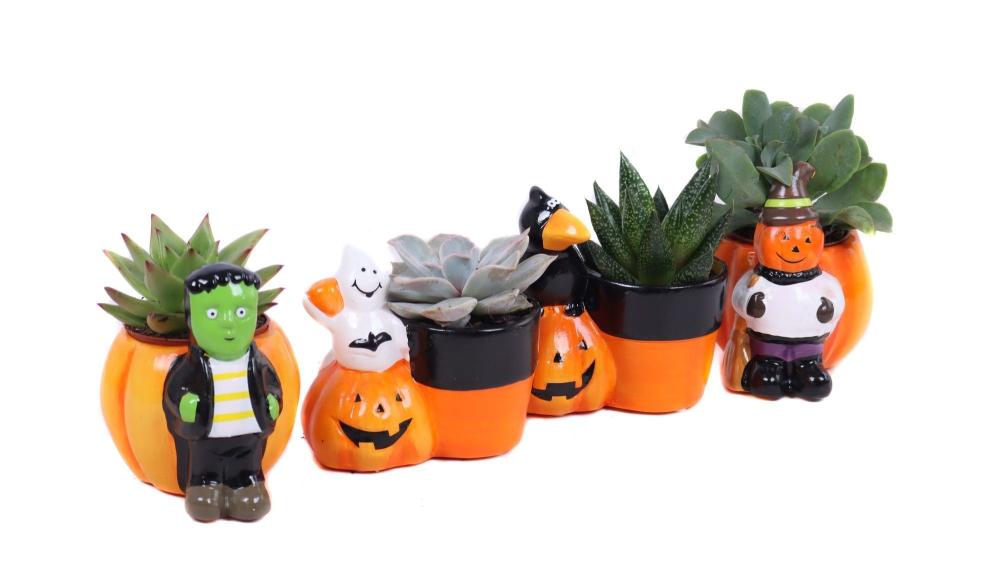 succulentes