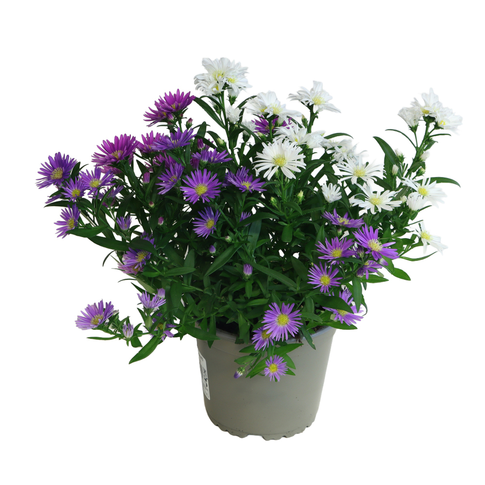 Aster dumosus trio
