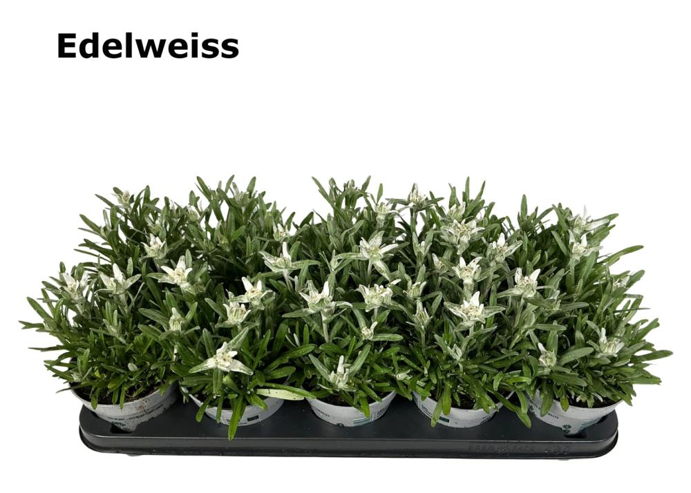 Leontopodium