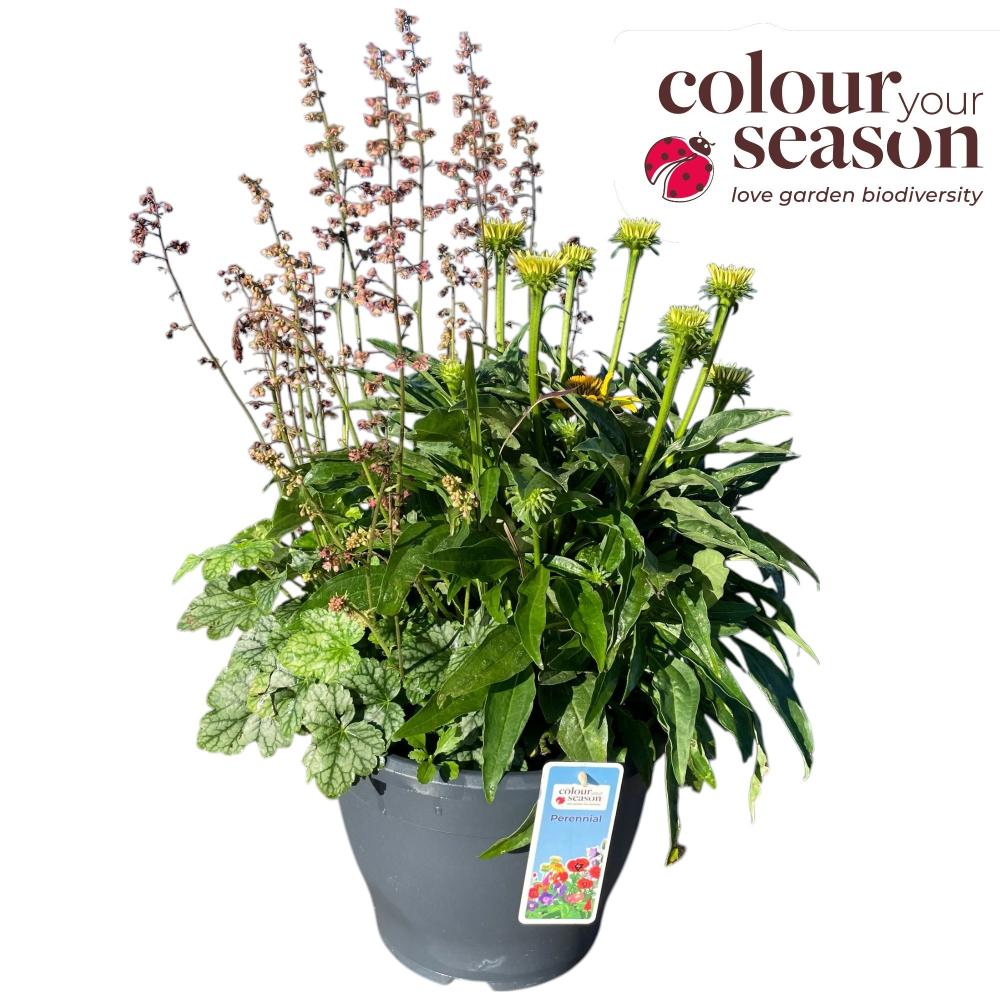 plantes mix