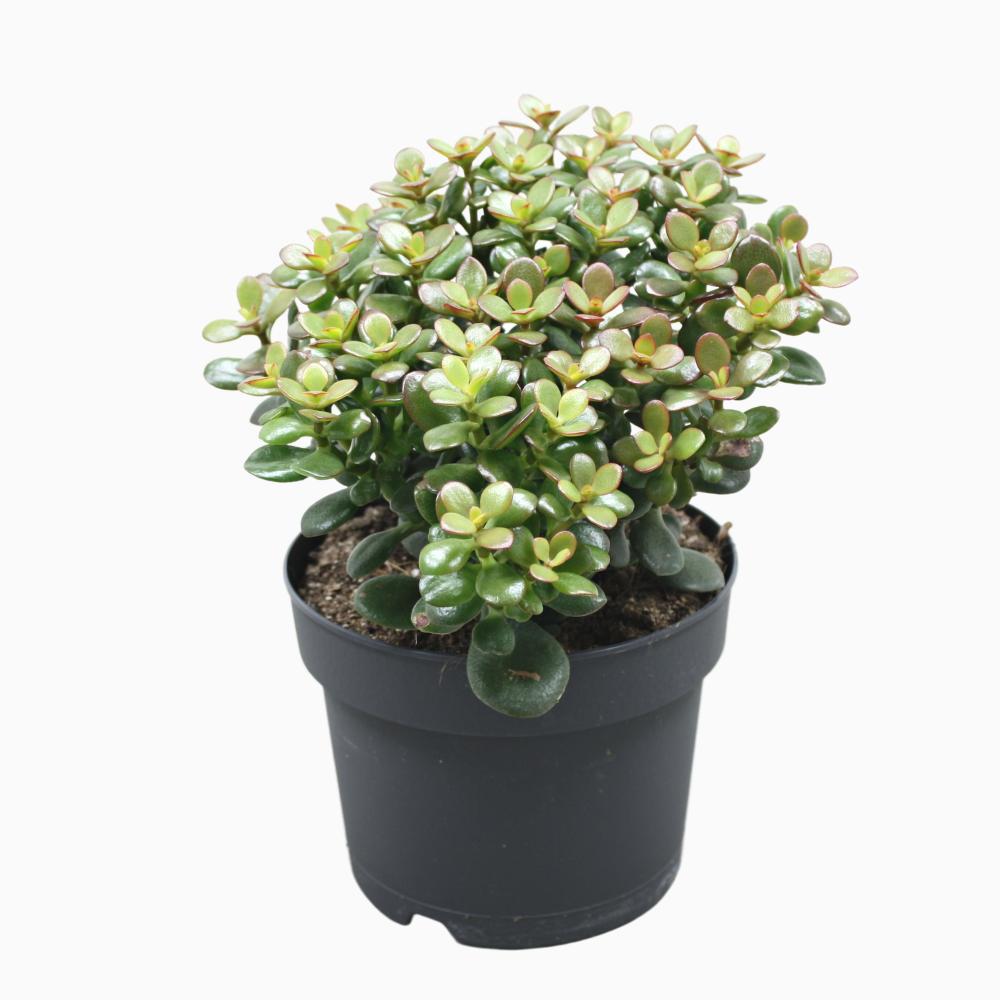 crassula