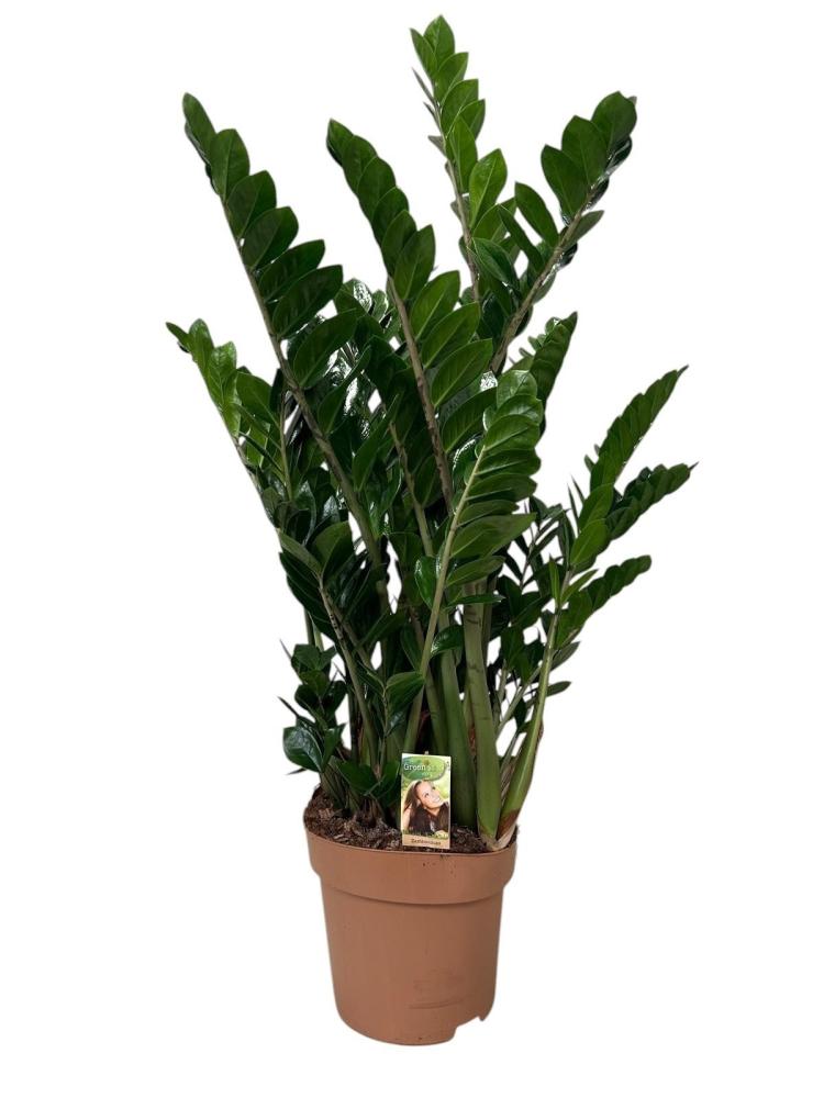 Zamioculcas