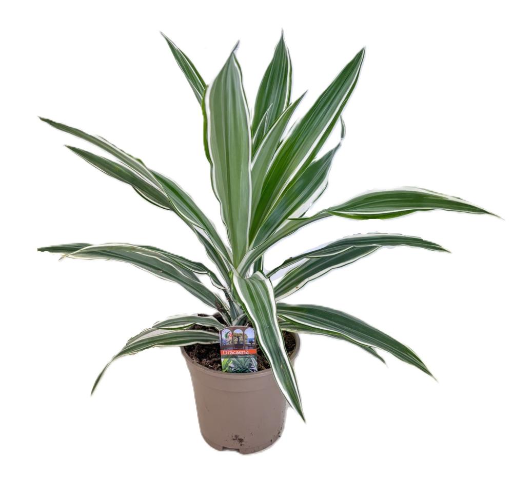 dracaena