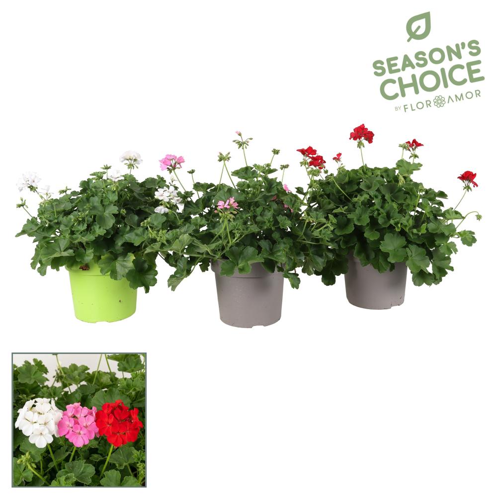 Pelargonium
