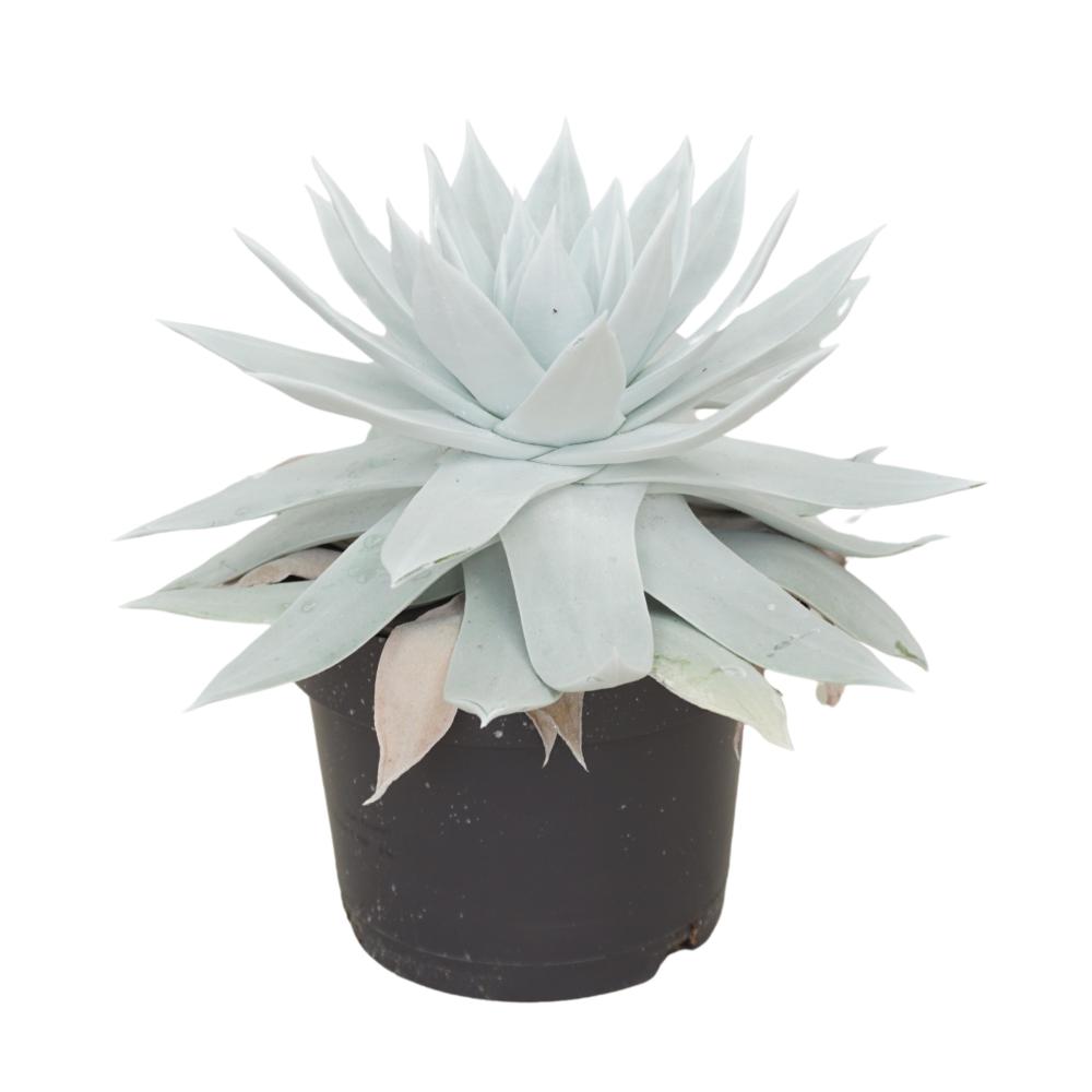 Dudleya