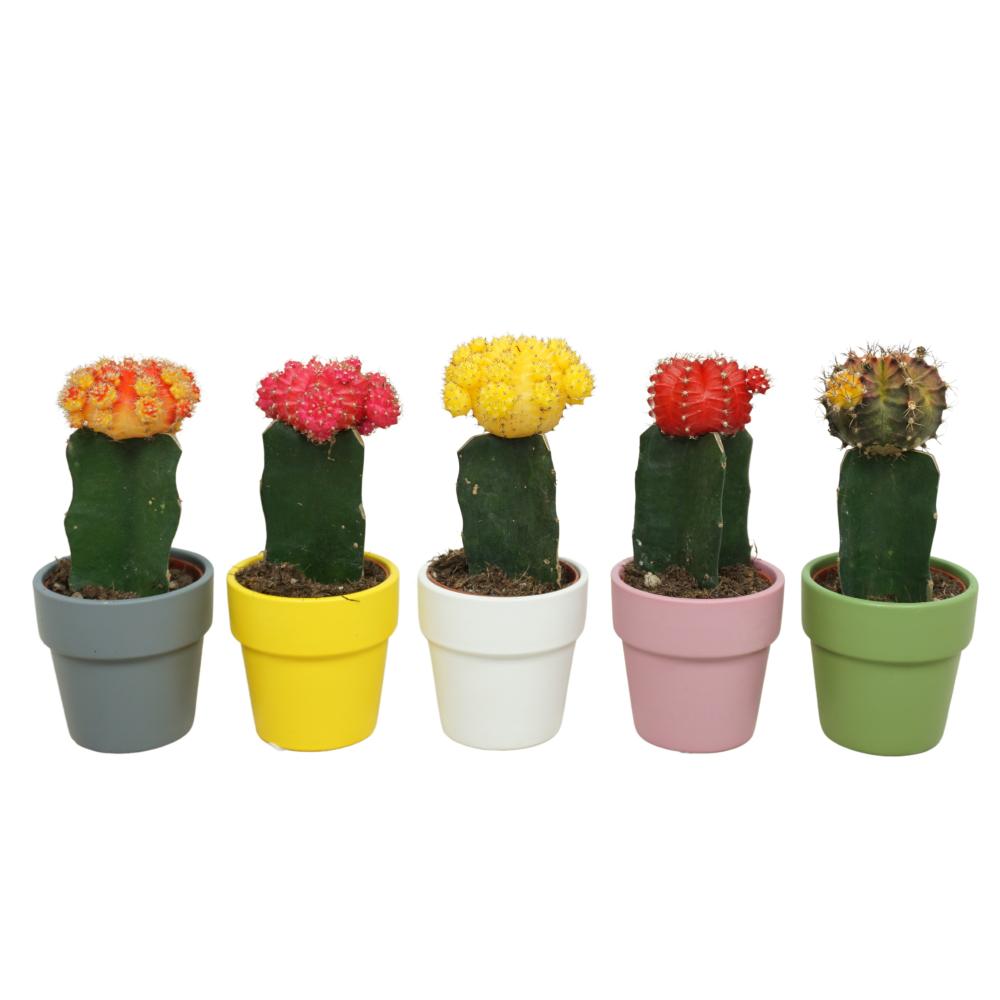 gymnocalycium