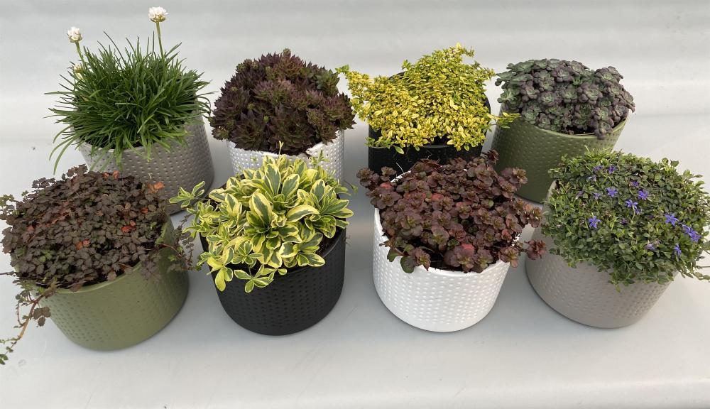 plantes mix