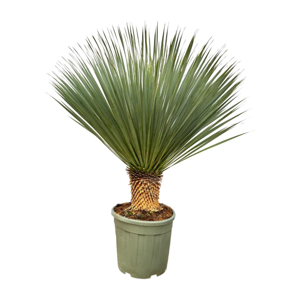 yucca
