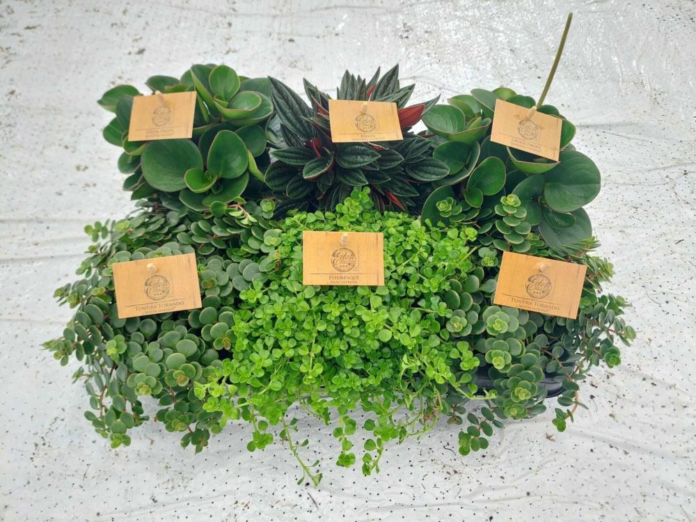 plantes mix