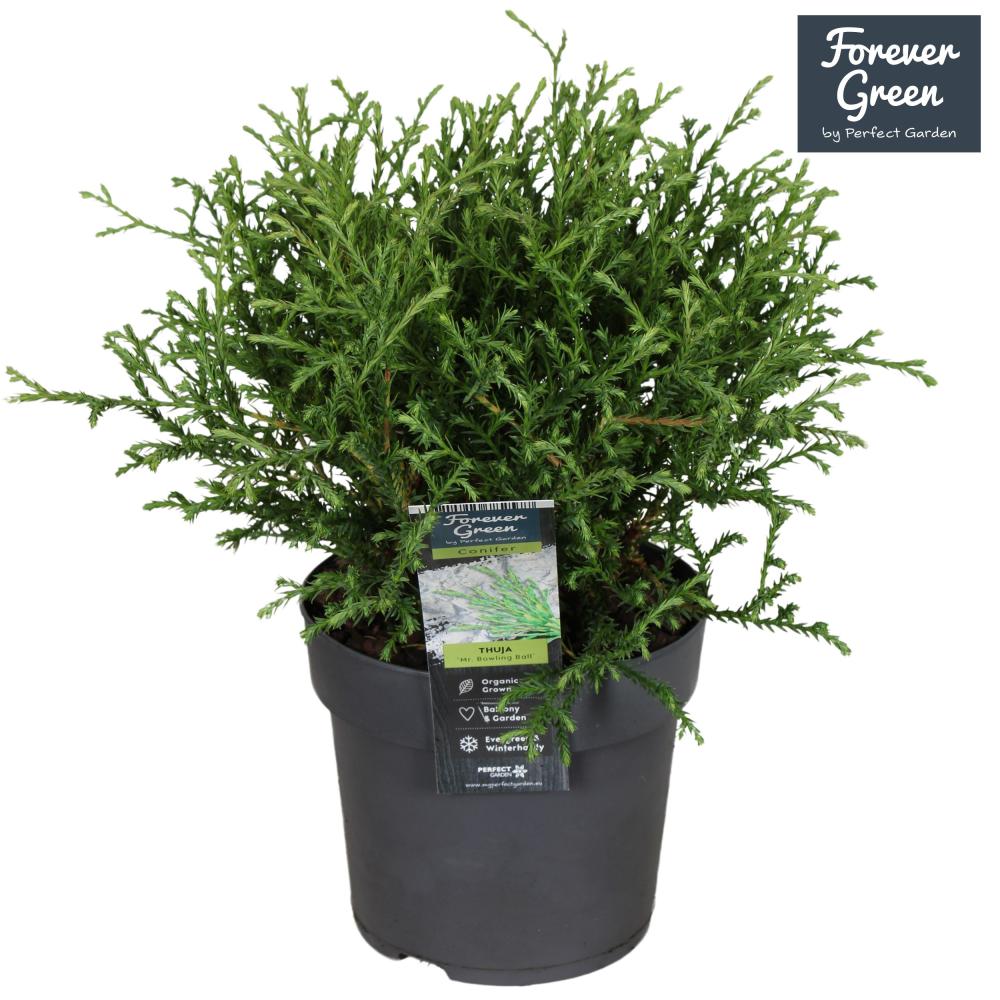 thuja