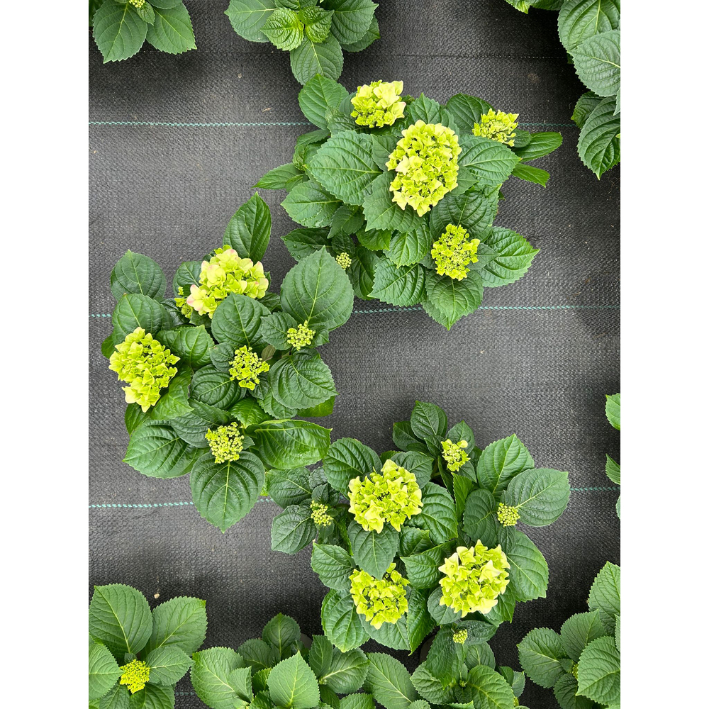 hydrangea macrophylla