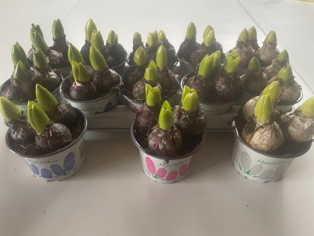 hyacinthus