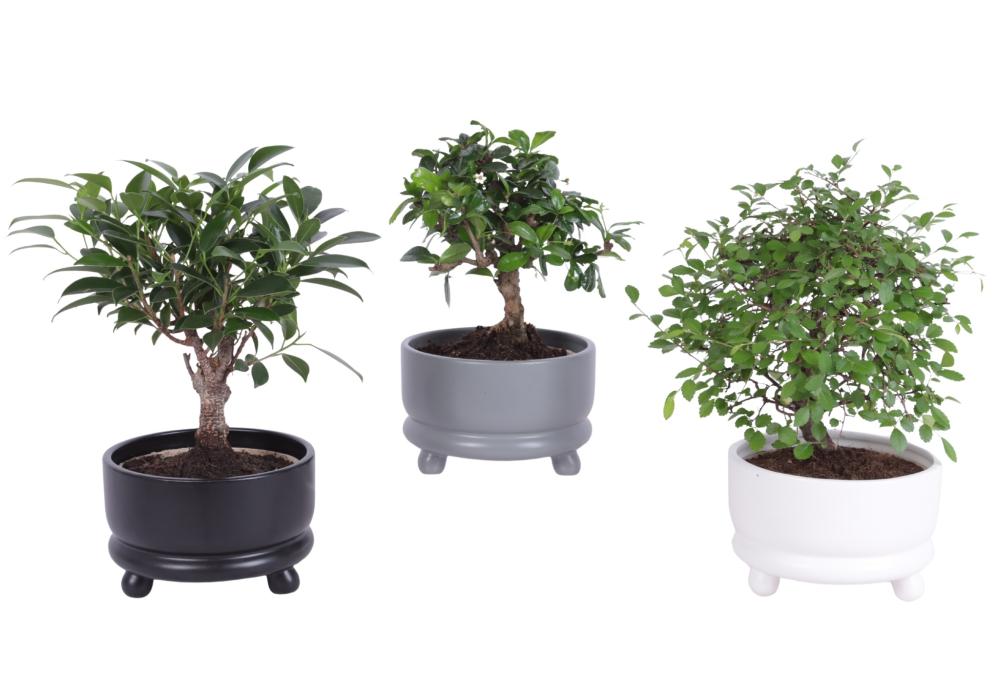 bonsai