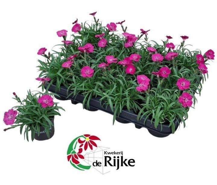 Dianthus