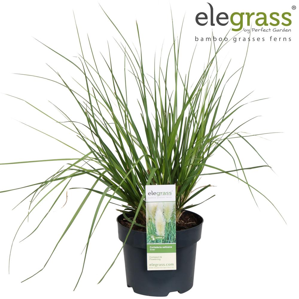 Cortaderia
