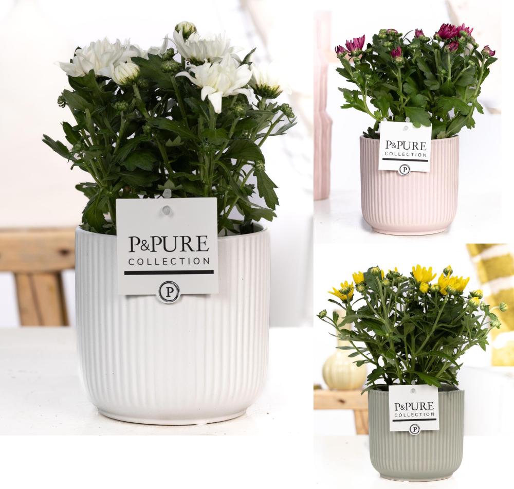 Chrysanthemum