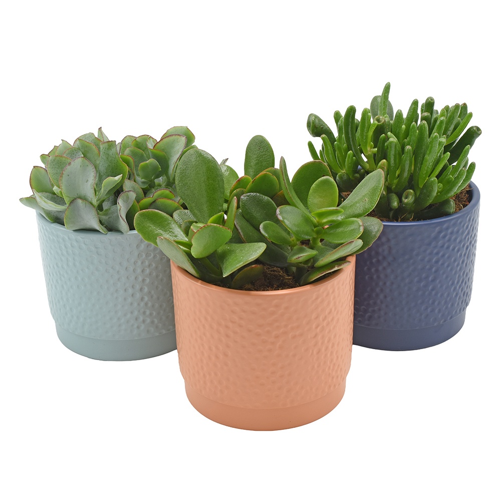 Crassula