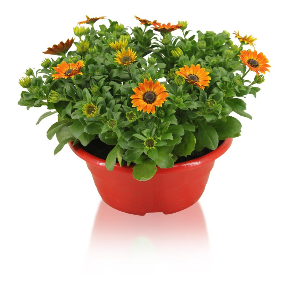 osteospermum