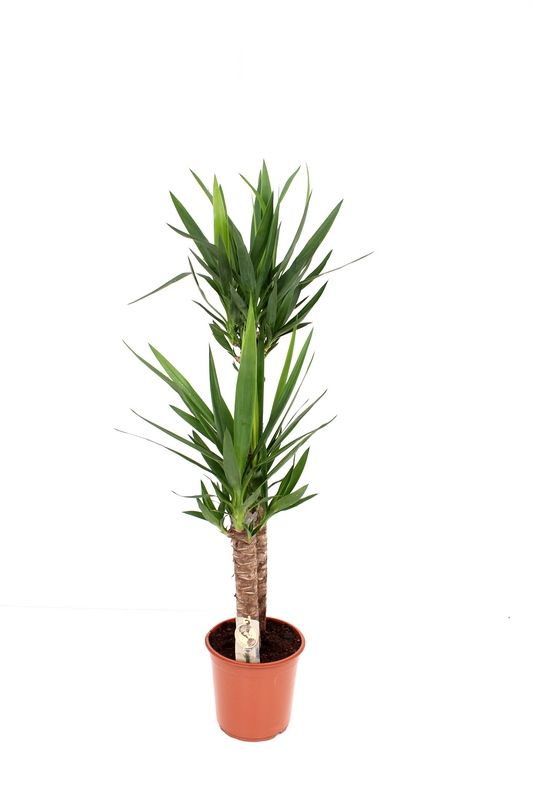 yucca