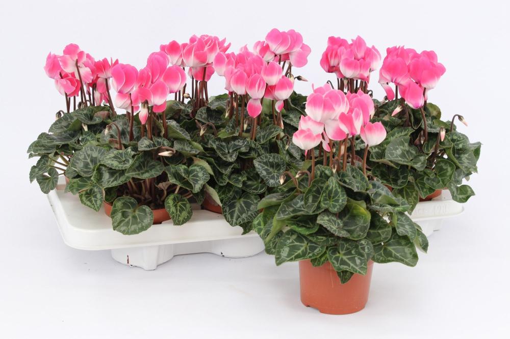 Cyclamen
