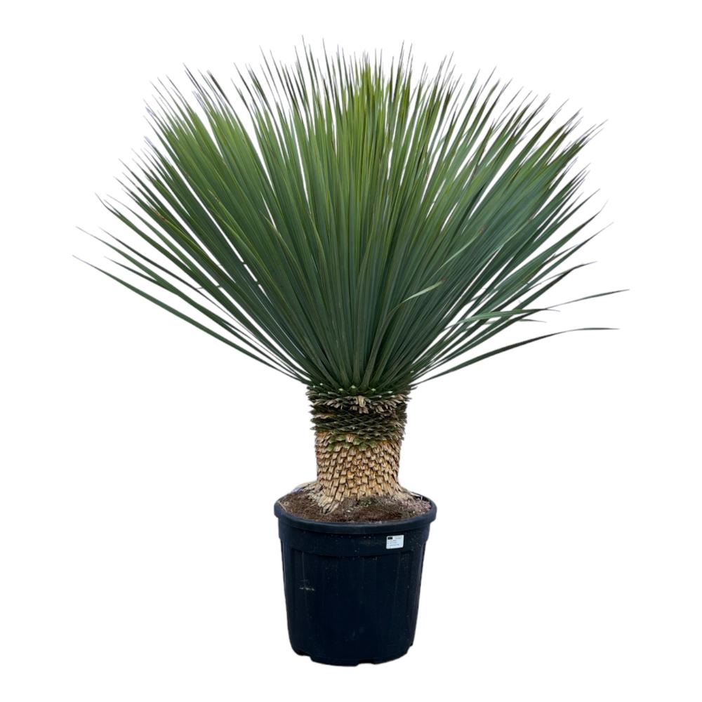 yucca