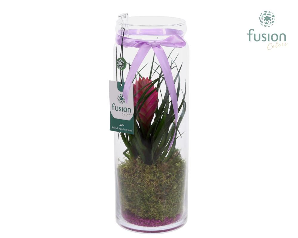 tillandsia cyanea
