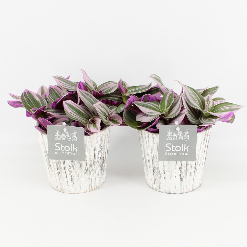 Tradescantia
