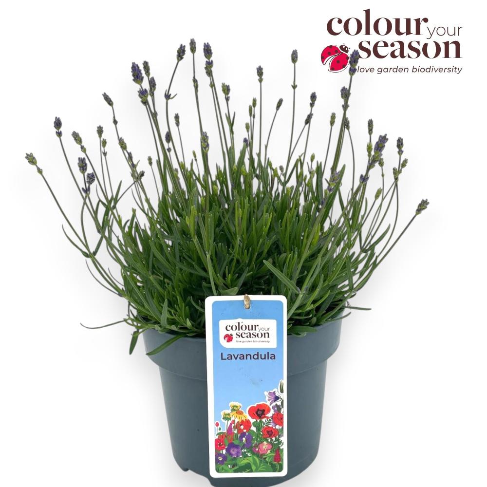 Lavandula