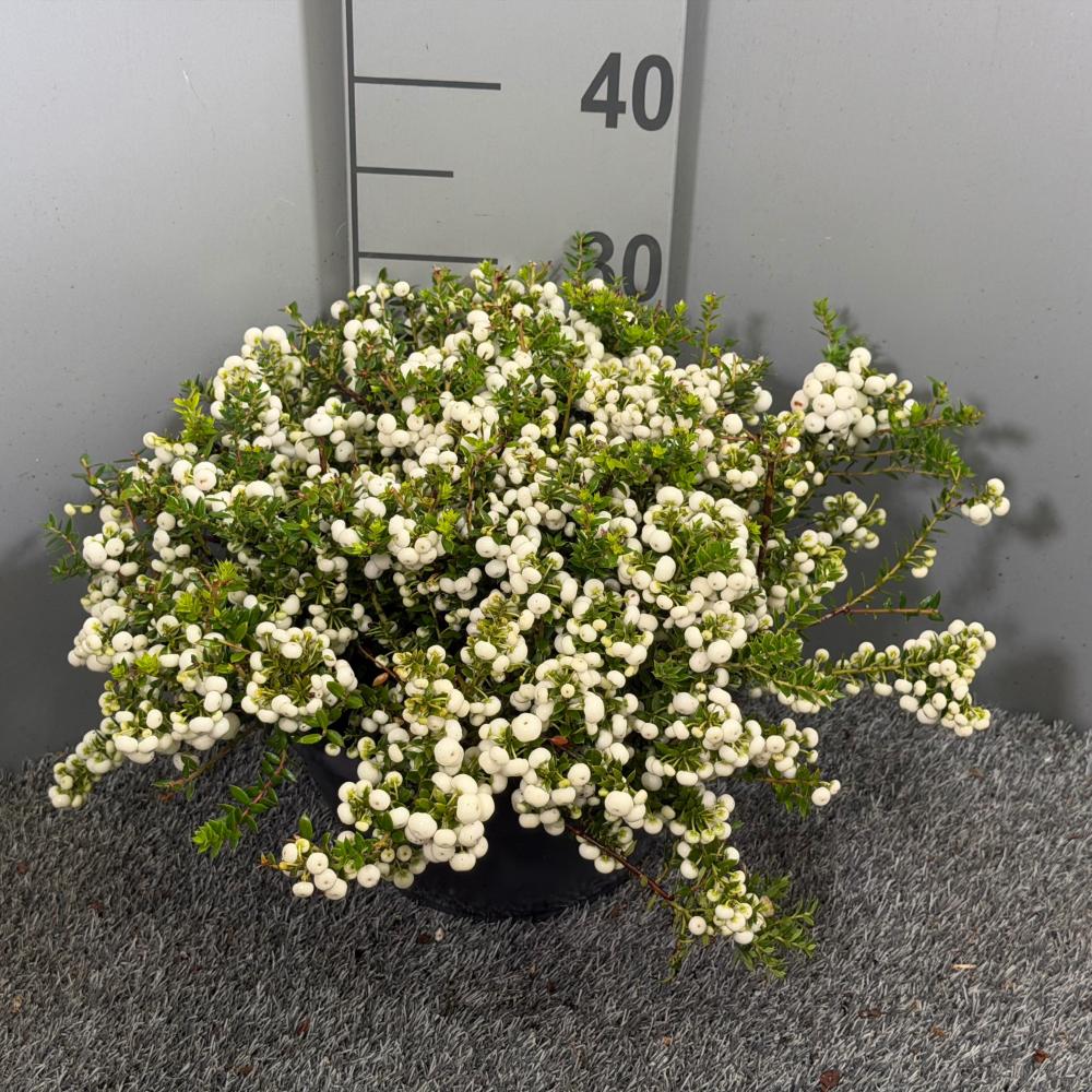 Gaultheria