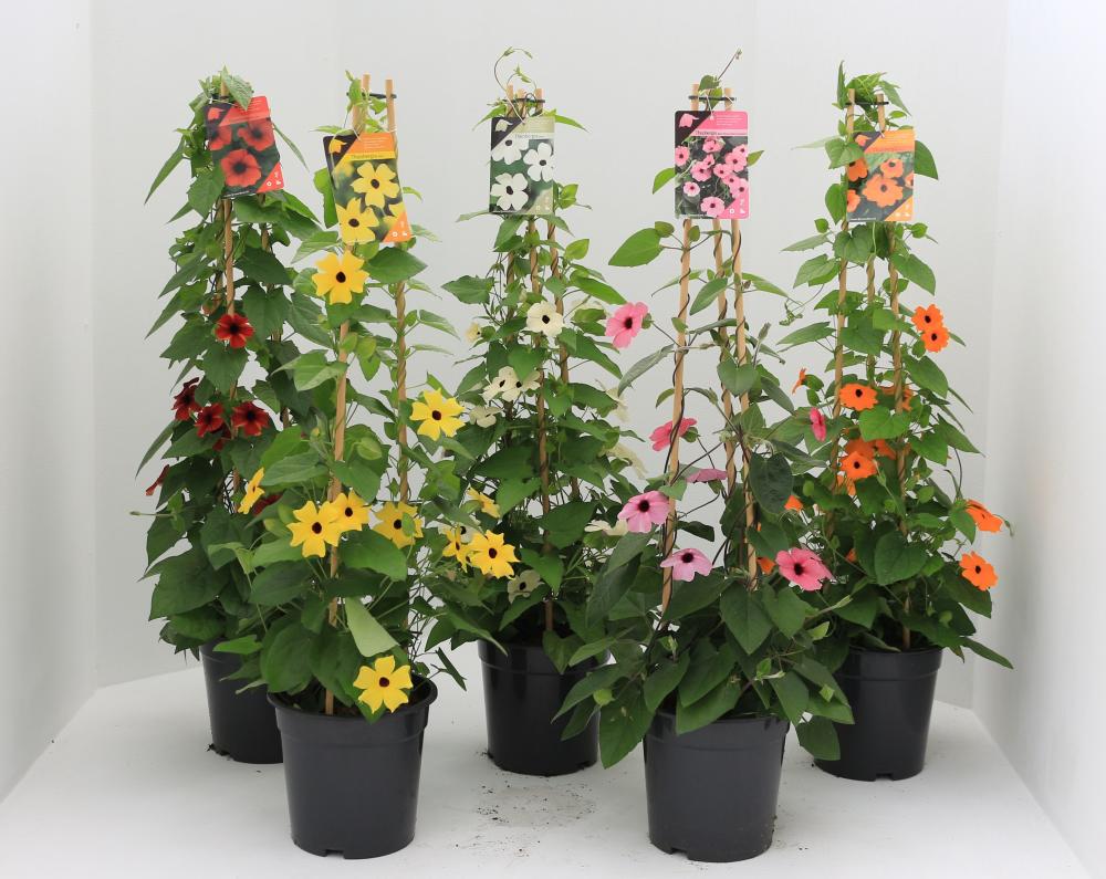 Thunbergia