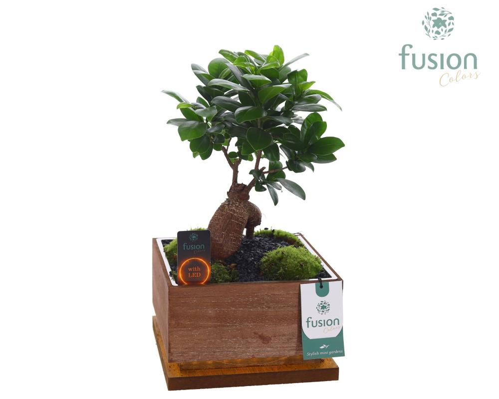 bonsai